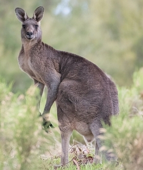 Foto de um canguru