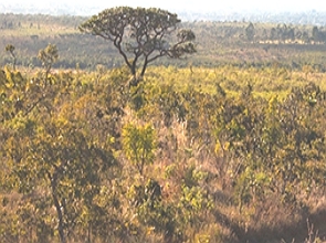 Paisagem do Cerrado com árvore e arbustos