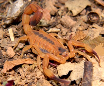 Foto de um escorpi&atilde;o amarelo