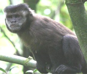 Como vivem os macacos-pregos no Cemacas