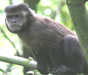 Macaco-prego-de-crista: vítima da Mata Atlântica - ((o))eco