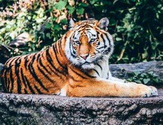 Foto de um tigre adulto deitado numa pedra