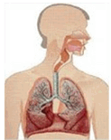 Sistema Respiratório: funções de extrema importância para o corpo humano