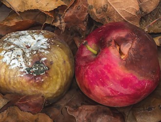 Fungos decompositores