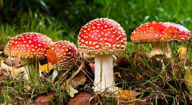 Foto de fungos de cor vermelha