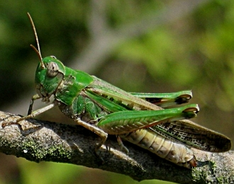 Foto de um gafanhoto verde num galho de árvore