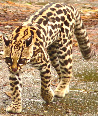 Foto de um gato-maracajá