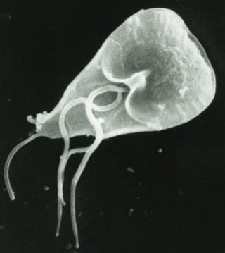 Imagem de uma giardia