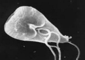 Giardia Lamblia: exemplo de protozoário do Filo Plasmodroma