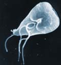 Giárdia lamblia: protozoário causar da giardíase