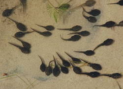 Foto com vários girinos de sapos