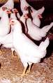 Frangos: uma das aves que pode transmitir a doença