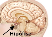 Hipófise: secreção de diversos hormônios