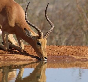 Foto de impala bebendo água