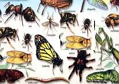 Classe Insecta: diversas ordens
