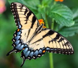 Foto de uma borboleta pousada numa planta