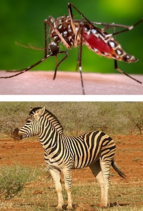 Foto de um mosquito e de uma zebra