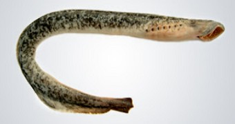 Foto de uma lampreia-marinha