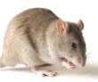 Rato: principal transmissor da doença