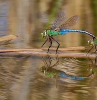 Foto de uma lib&eacute;lula sobre a &aacute;gua