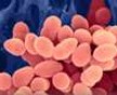 Indicação bibliográfica para o estudo de Bacteriologia