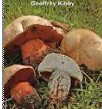 Indicação bibliográfica para o estudo de Micologia