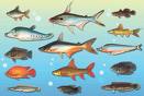 Indicação bibliográfica para o estudo de Peixes