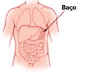 Imagem mostrando a localização do baço no corpo humano