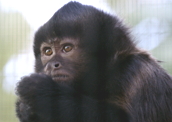 Arquivo:Macaco prego.jpg - WikiParques