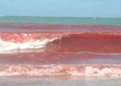 Maré Vermelha