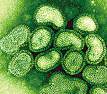Vírus influenza: exemplo de microrganismo