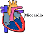 Miocárdio: a parede do coração