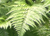 Samambaia: exemplo de planta monilófita