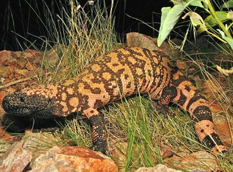 Foto de um monstro-de-gila