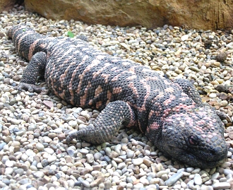 Foto de um monstro-de-gila