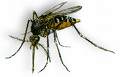 Mosquito da dengue: aedes aegypti