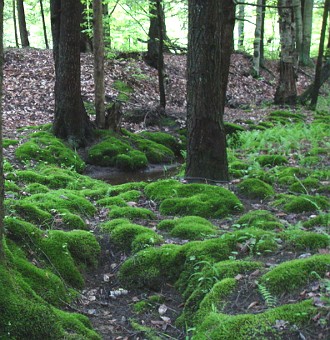 Foto mostrando tufos de musgos no solo de uma floresta Foto mostrando tufos de musgos no solo de uma floresta