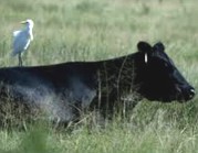 Mutualismo entre gado e ave: benefícios para ambos