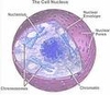 Núcleo celular: controle das funções da célula