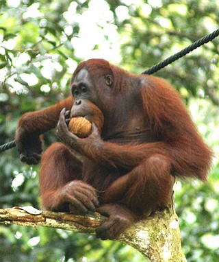 Foto de um Orangotango-de-bornéu comendo uma fruta