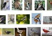 Aves: classificação em diversas ordens