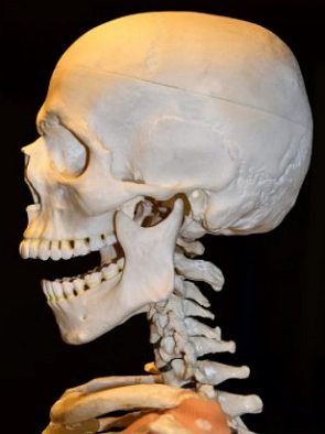 Ossos da cabeça humana e da região cervical