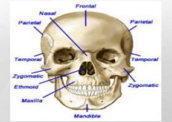 Ossos do crânio humano: proteção para o cérebro