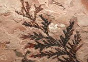 Paleobotânica: estudo dos fósseis vegetais