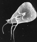 Giardia lamblia: causadora da parasitose conhecida como Giardíase
