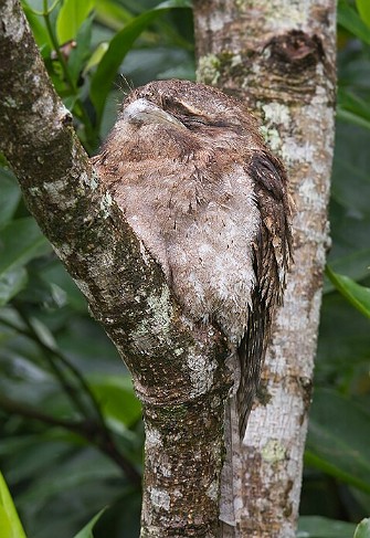 Um p&aacute;ssaro camuflado no tronco e galhos de uma &aacute;rvore