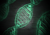 PCR: importante técnica genética