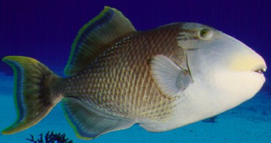 Foto de um peixe-rei