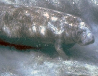Foto de um Peixe-boi-marinho