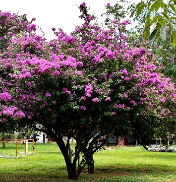 Planta Primavera Foto de uma planta primavera florida com cores rosas